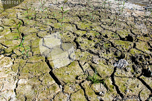 Image of Dry land 