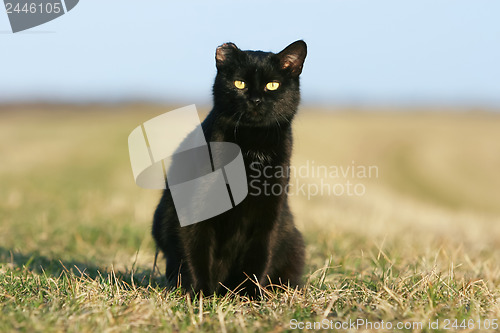Image of 	One-eared black cat at sunset