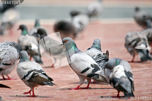 Image of One Dove in the grup on the floor of the town square