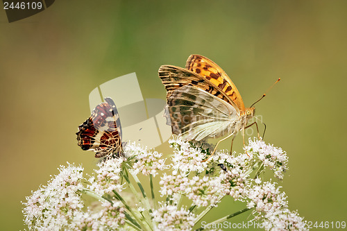 Image of 	Colorful butterflys