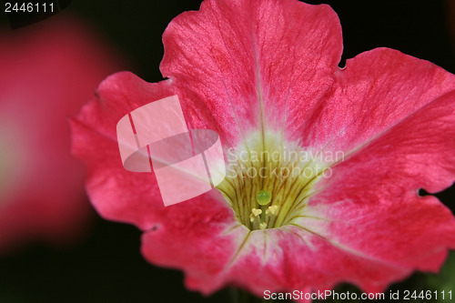 Image of Red Petunia 