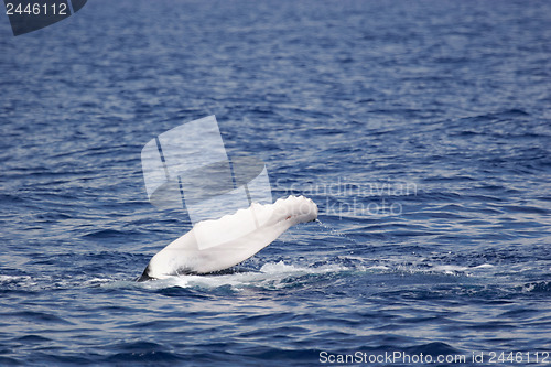 Image of Side fins of Humpback whale