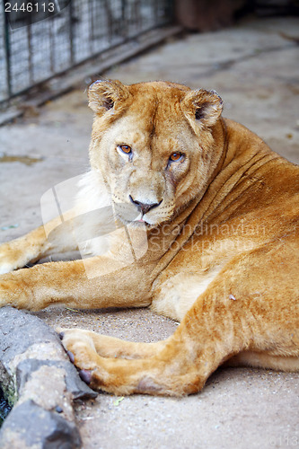 Image of 	Female lion in the cage