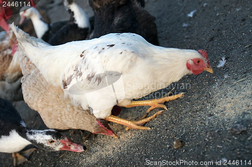 Image of Domestic hen 