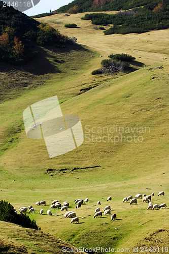 Image of 	The mountain, pasture and a flock of sheep