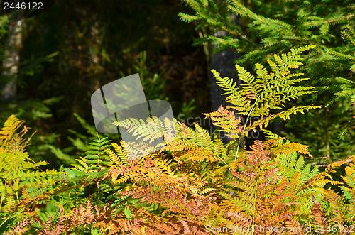 Image of Shiny autumn fern