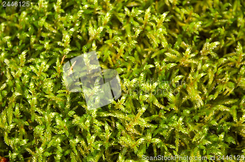 Image of Moss background