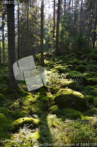 Image of Green Forest in backlighting