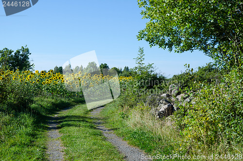 Image of Sunflowers field