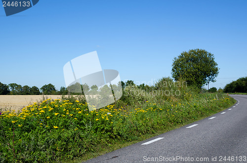 Image of Road side blossom