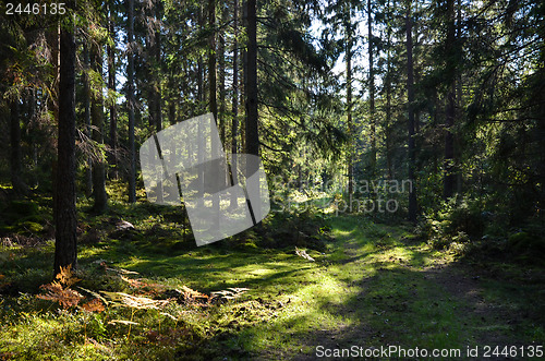 Image of Green road in forest