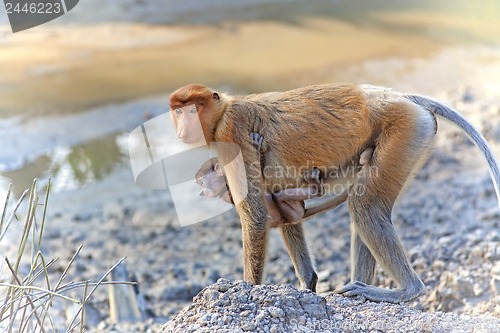 Image of Proboscis monkey