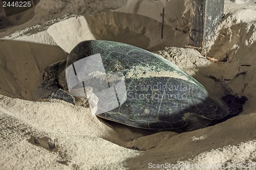 Image of Turtle Nesting