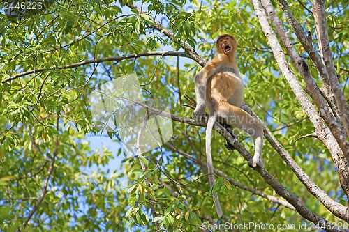 Image of Proboscis monkey