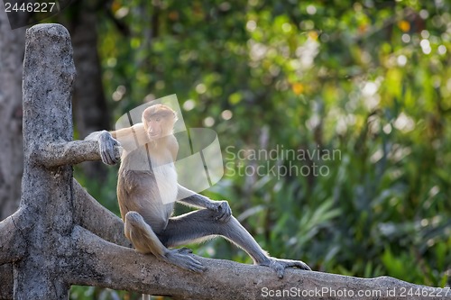 Image of Proboscis monkey