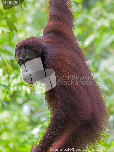 Image of Borneo Orangutan