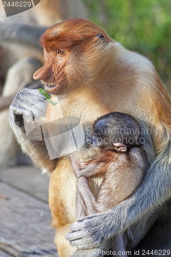 Image of Proboscis monkey