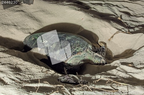 Image of Turtle Nesting