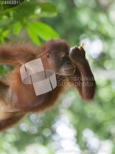 Image of Borneo Orangutan