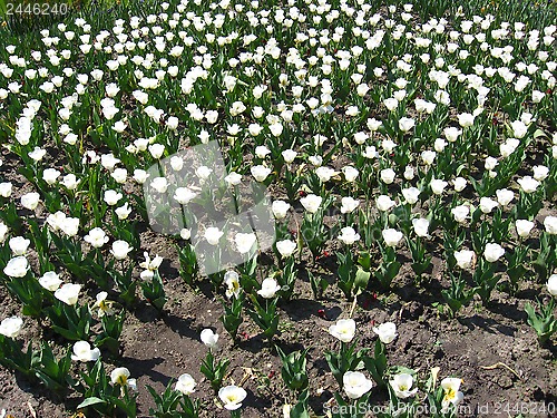 Image of white tulips on the flower-bed