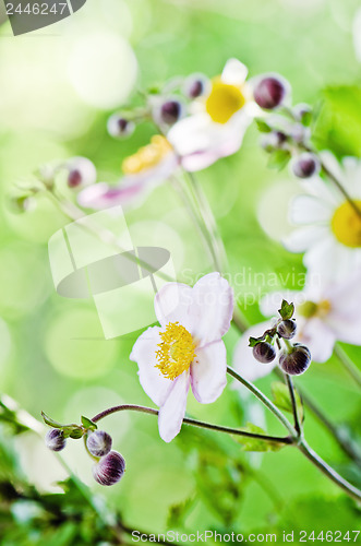 Image of Japanese Anemone flowers in the garden, close up