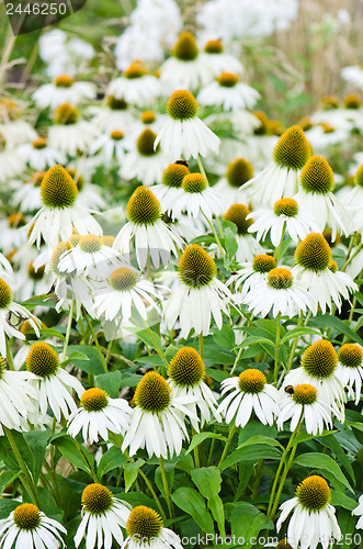 Image of flowers medicinal herb echinacea purpurea or coneflower, close-u