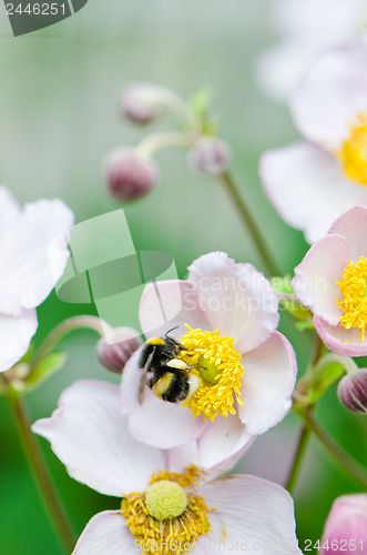 Image of a bee collects pollen from flower, close-up