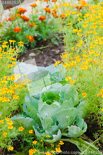 Image of marigold flowers and other herbs, close-up  