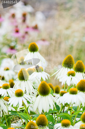 Image of flowers medicinal herb echinacea purpurea or coneflower, close-u