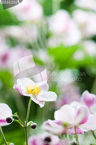 Image of Japanese Anemone flowers in the garden, close up