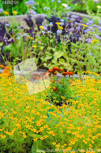 Image of marigold flowers and other herbs, close-up  