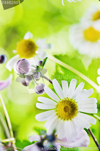 Image of Summer backgrounds. Beautiful gentle Chamomile, close-up