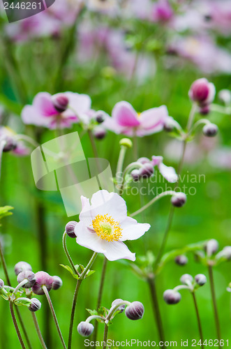 Image of Japanese Anemone flowers in the garden, close up