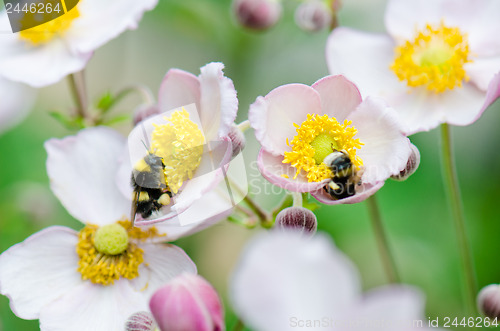 Image of a bee collects pollen from flower, close-up