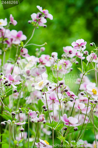 Image of Japanese Anemone flowers in the garden, close up