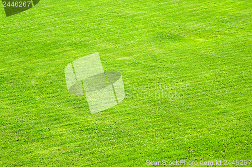 Image of trimmed green lawn, a background