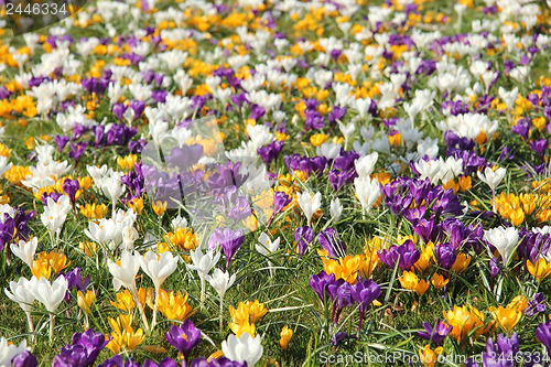 Image of White, yellow and purple crocusus