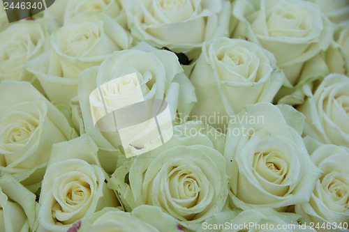 Image of Group of white roses, wedding decorations