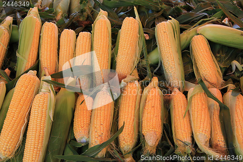 Image of Fresh corn at a market