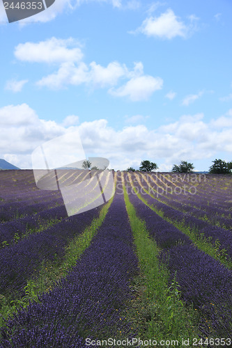 Image of Lavender fields near Sault, France