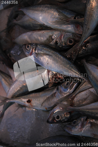 Image of Fresh pilchards at a market