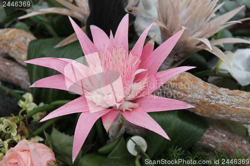 Image of Pink bromelia in a flower arrangement