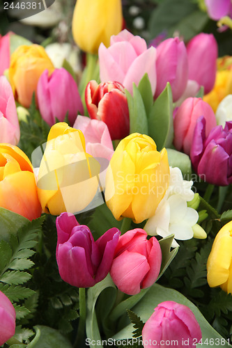 Image of Mixed tulip bouquet