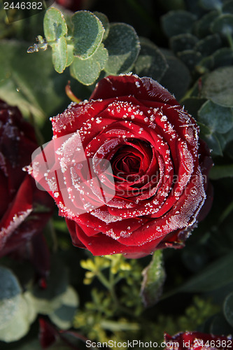 Image of Frosted red rose