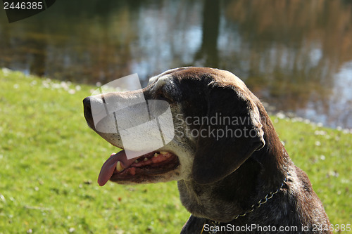 Image of German shorthaired pointer, female