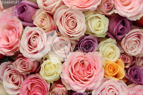 Image of Wedding roses in pastel colors