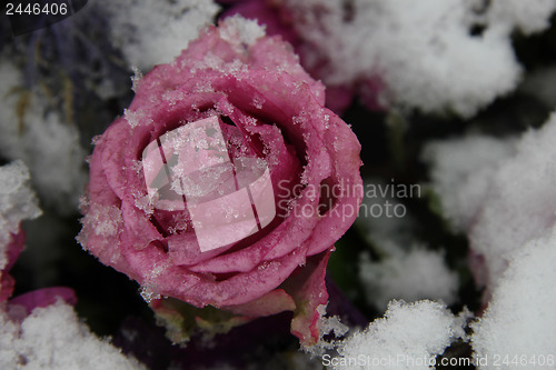 Image of Snow covered pink rose