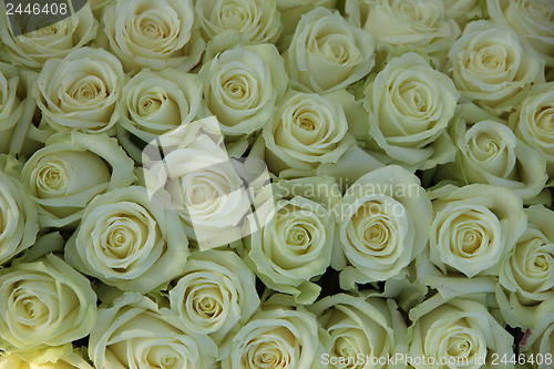 Image of Group of white roses, wedding decorations