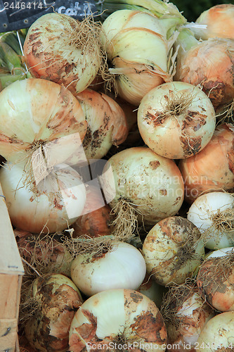 Image of Onions