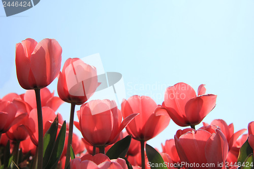 Image of Pink tulips in backlight